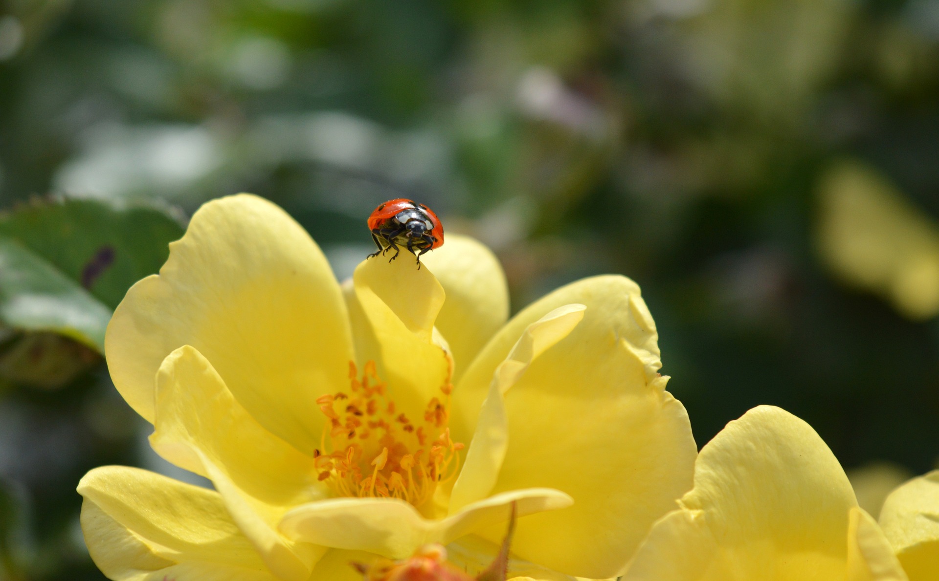 ladybug-g6854f0a9b_1920