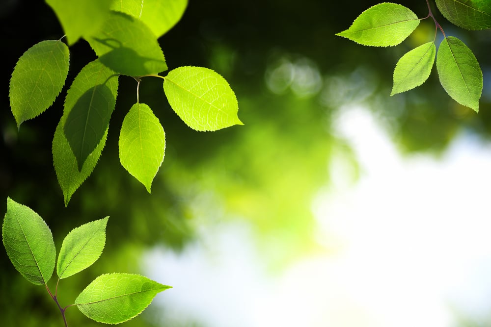 leaves in deep forest-2