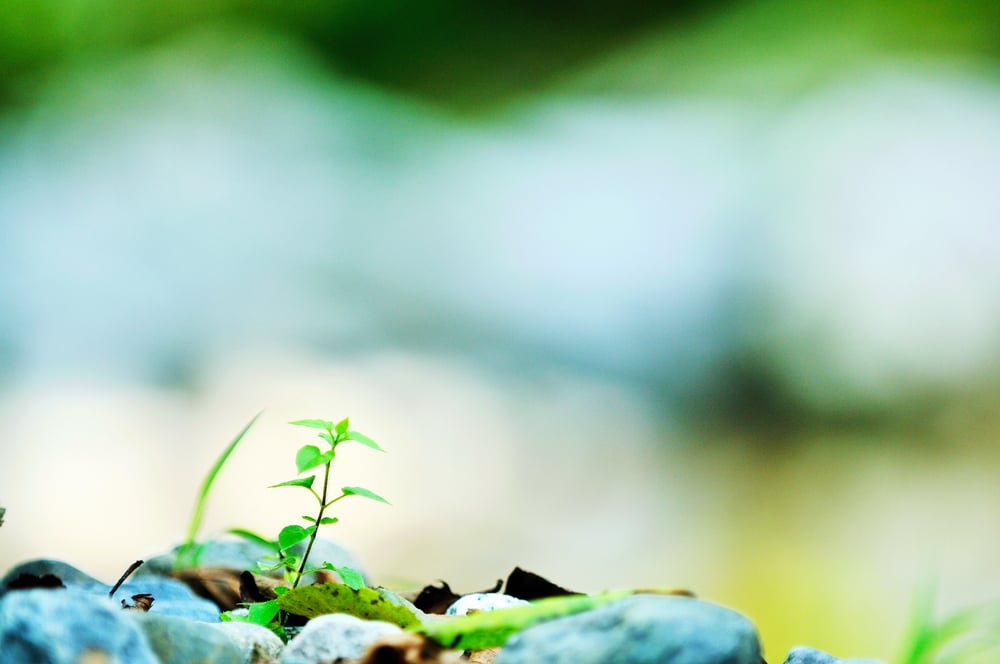 new growth concept with young  green leaf tree in nature background-2